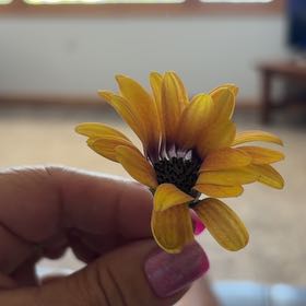 Photo of the plant species Glandular Cape Marigold by @AcademicOmnom74 named Ronaldo on Greg, the plant care app