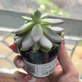 Photo of the plant species Sedeveria 'Lilac Mist' by @MarvelChojubai named Rainier on Greg, the plant care app