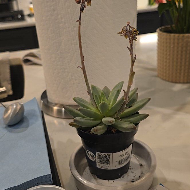 Photo of the plant species Pachyveria glauca 'Little Jewel' by @PetOlneya24 named Robert Plant on Greg, the plant care app