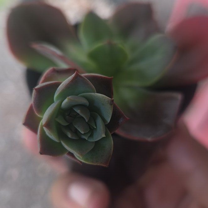 Photo of the plant species Echeveria 'Eliza' by @PertinentBlue82 named Beckham on Greg, the plant care app