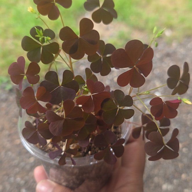 Photo of the plant species Common Yellow Woodsorrel by @PertinentBlue82 named Bodhi on Greg, the plant care app