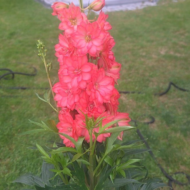 Photo of the plant species Delphinium 'Red Lark' by @PertinentBlue82 named Darwin on Greg, the plant care app