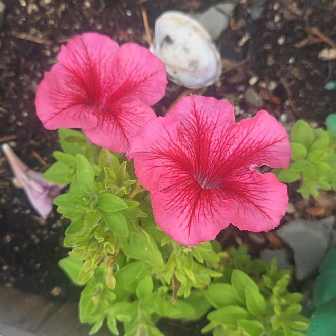 Photo of the plant species Petunia by @PertinentBlue82 named Ronaldo on Greg, the plant care app