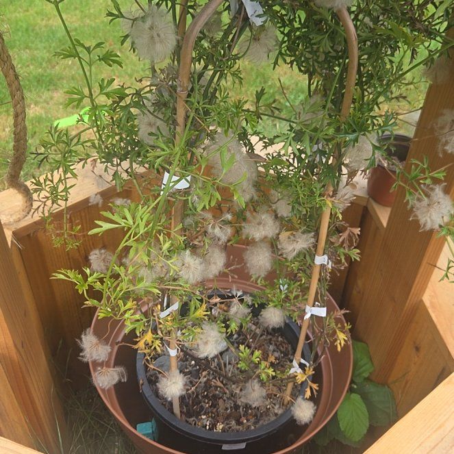 Photo of the plant species Clematis 'Golden Tiara' by @PertinentBlue82 named Fernie Saunders on Greg, the plant care app
