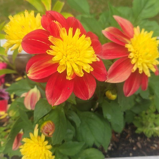 Photo of the plant species Garden Dahlia by @PertinentBlue82 named Nithin on Greg, the plant care app