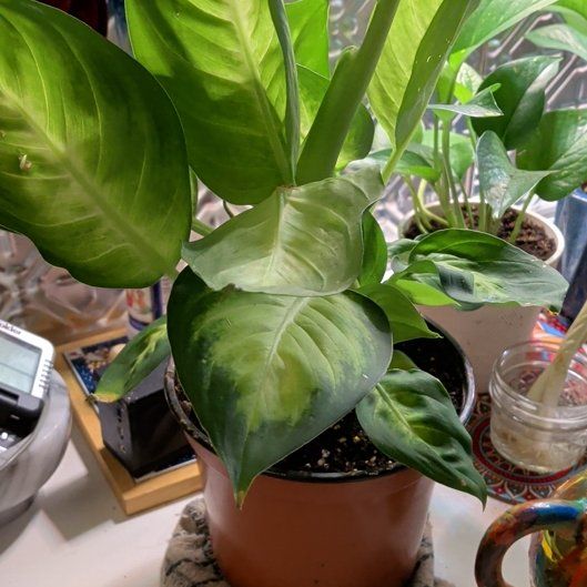 Photo of the plant species Dieffenbachia 'Tropic Marianne' by @KnowingBasil34 named Wall-E on Greg, the plant care app