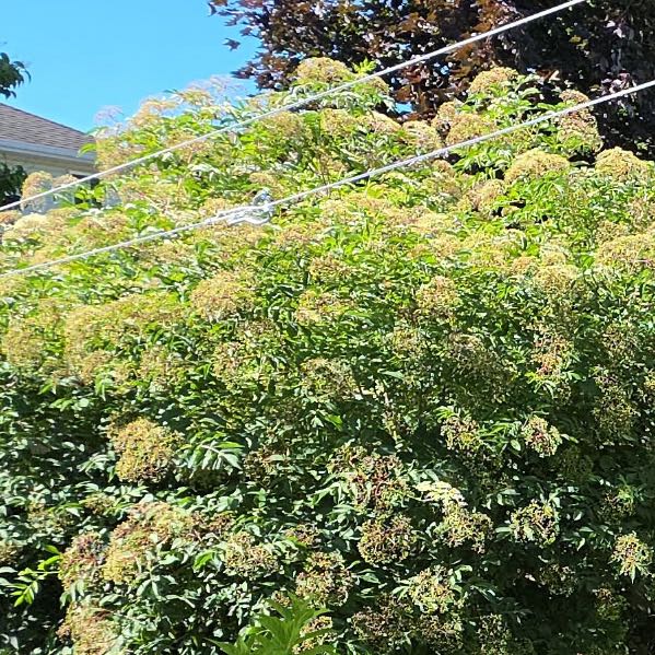 Photo of the plant species Black Elderberry by @PowerfulAvocado named Black Elder on Greg, the plant care app