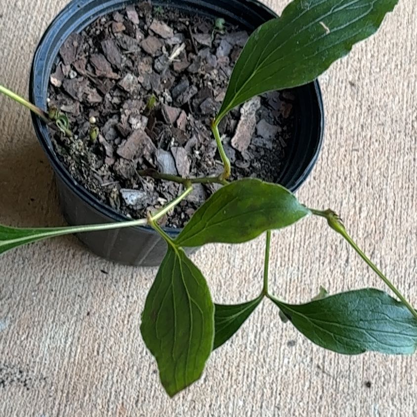 Photo of the plant species Chinese Peony by @SpicyGrapeivy9 named Penny on Greg, the plant care app