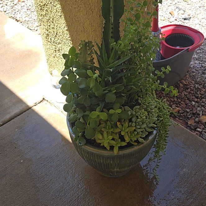 Photo of the plant species Gregory by @TopBiancini48 named Orlando Bloom on Greg, the plant care app