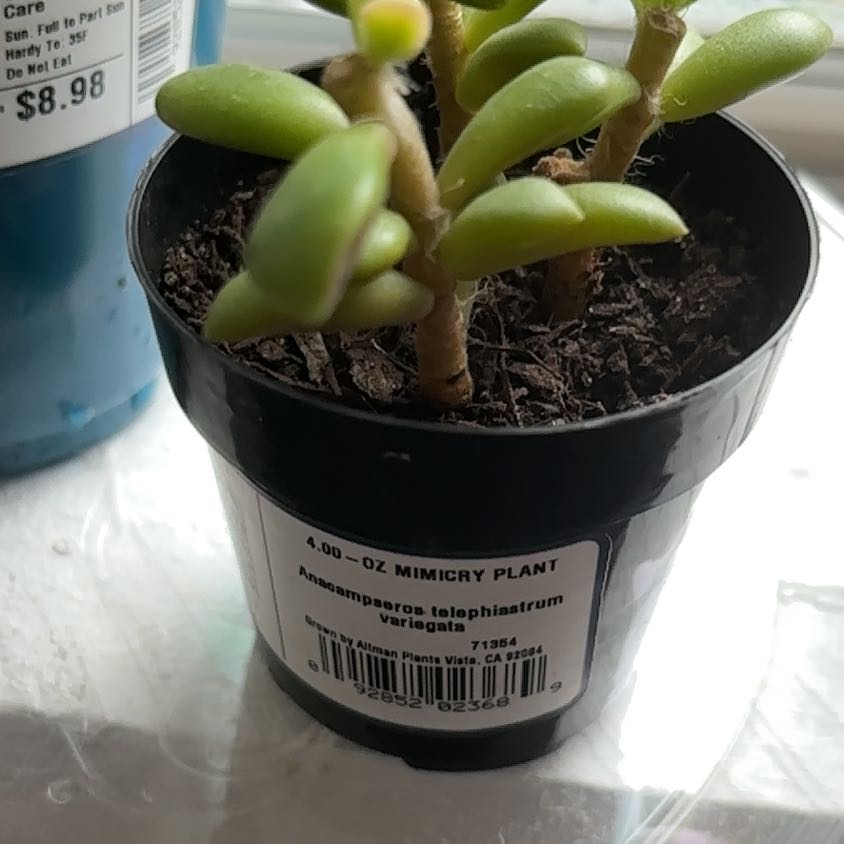 Photo of the plant species Anacampseros 'Sunrise' by @SharpTamarack48 named Doja Cat on Greg, the plant care app