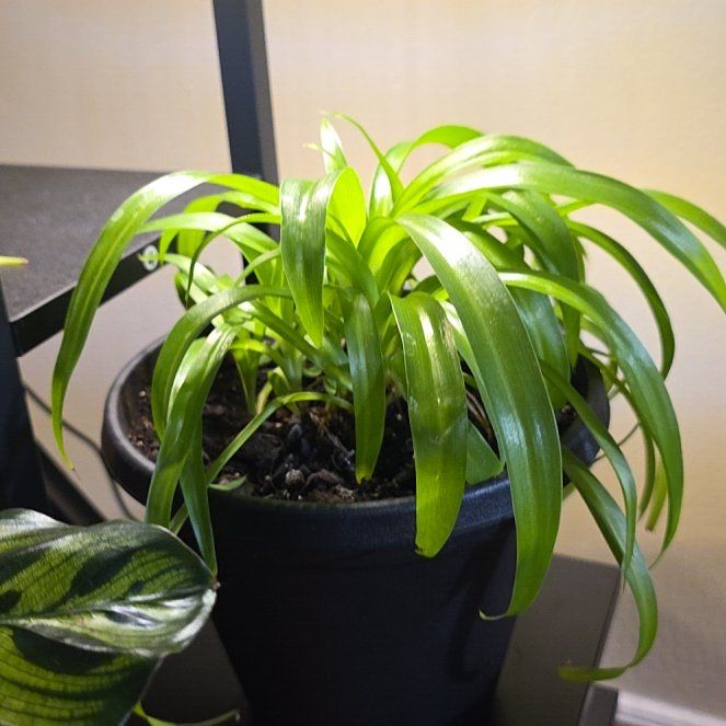 Photo of the plant species Green Spider Plant by @HonestEndive58 named Harry on Greg, the plant care app