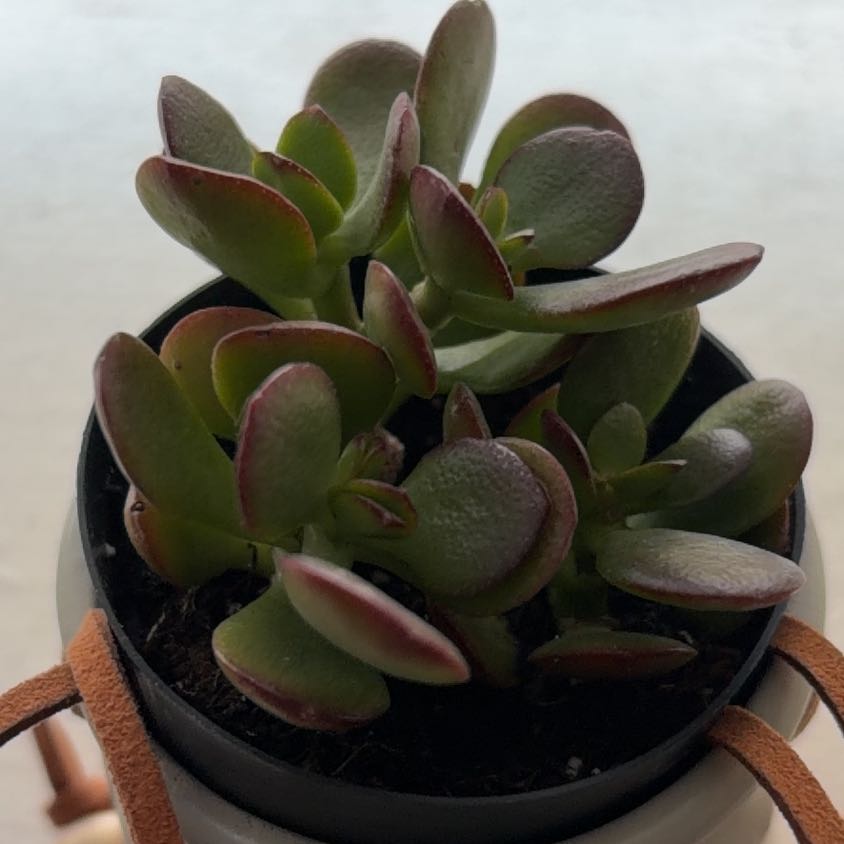 Photo of the plant species Crassula Ovata by @KeyPincherry29 named Casa nova on Greg, the plant care app