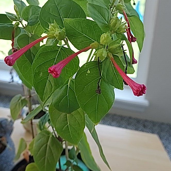 Photo of the plant species Four O'Clock Flower by @GeniusGuayule34 named Tolkien on Greg, the plant care app