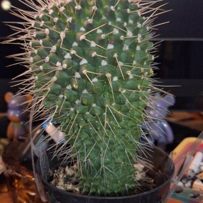 Photo of the plant species Mammillaria spinosissma f. rubrispina by @YardGloriosa32 named Demi on Greg, the plant care app