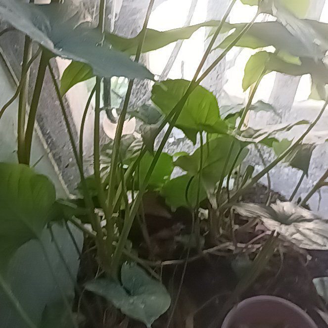 Photo of the plant species Green Arrow-Arum by @ForeverWoodfern named Winston on Greg, the plant care app