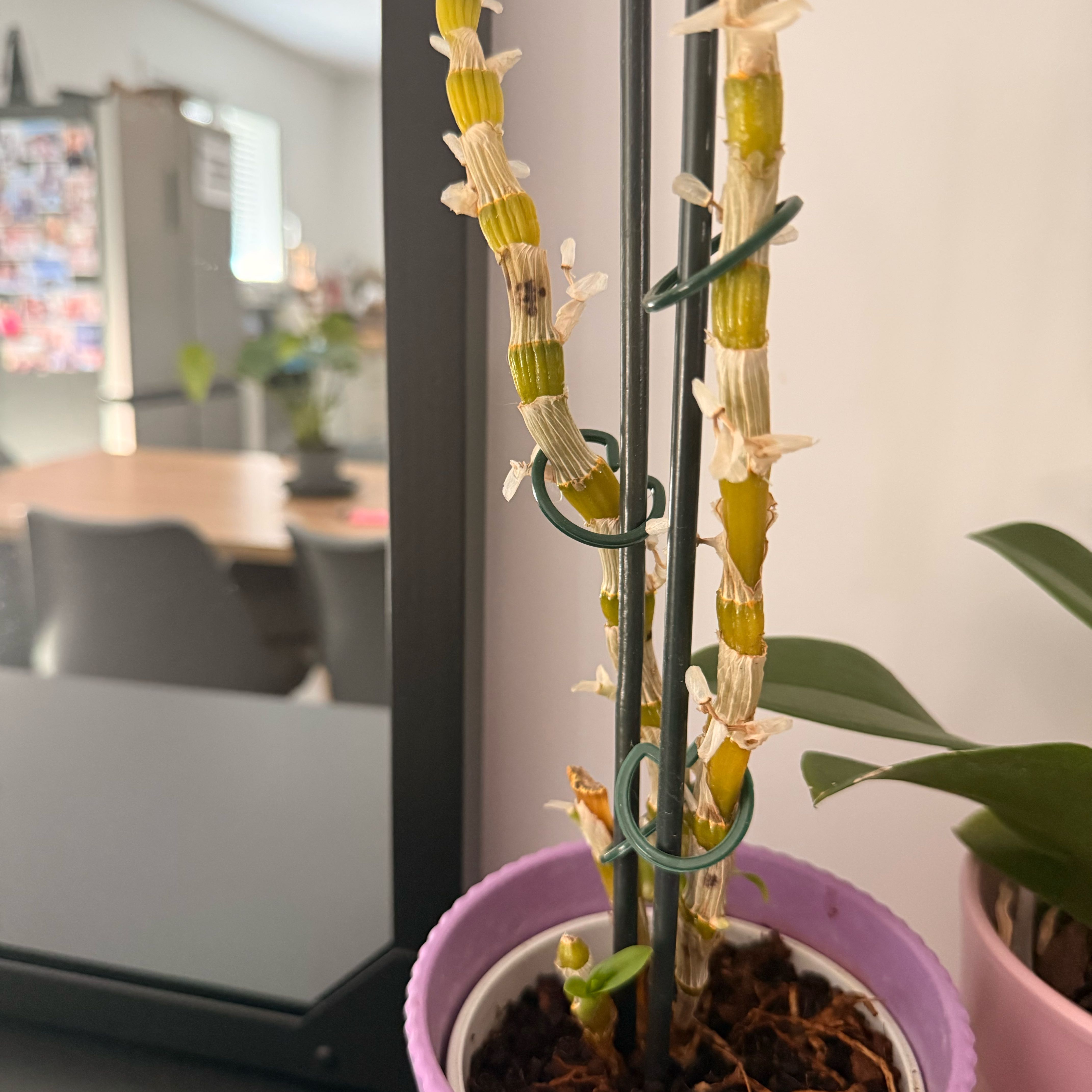 Photo of the plant species Dendrobium Orchid by @SweetTaraire98 named Harper on Greg, the plant care app