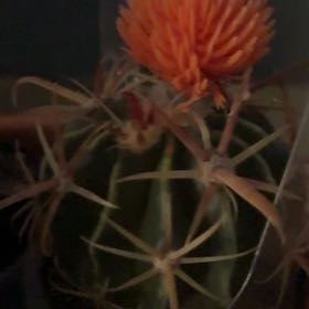 Photo of the plant species Fire Barrel Cactus by @FirstDecodon94 named Lola on Greg, the plant care app