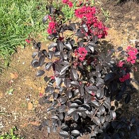 Photo of the plant species Chinese Fringe Flower by @MiracleCanna79 named Sonora on Greg, the plant care app