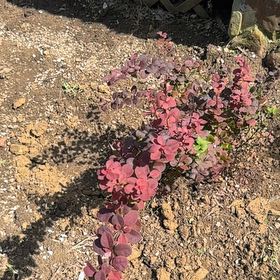 Photo of the plant species Orange Rocket Barberry by @MiracleCanna79 named Eva on Greg, the plant care app