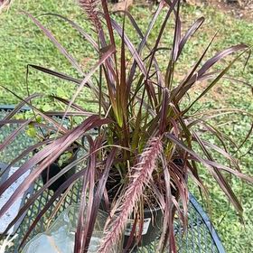 Photo of the plant species Crimson Fountaingrass by @MiracleCanna79 named Drake on Greg, the plant care app