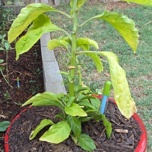 Photo of the plant species Bhut Jolokia by @QuixoticRuby87 named Winston on Greg, the plant care app