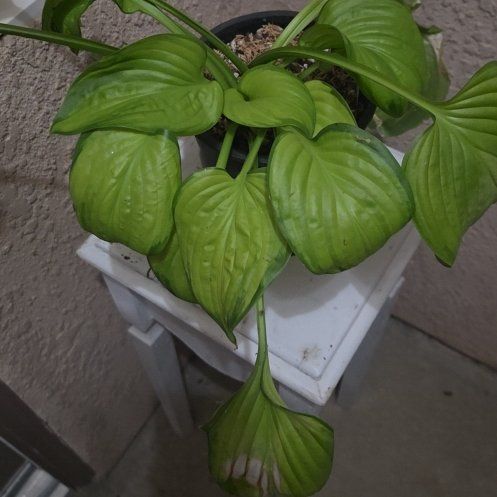 Photo of the plant species Plantain Lily by @QuixoticRuby87 named Foxxy on Greg, the plant care app