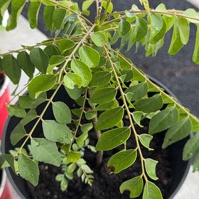 Photo of the plant species Curry Tree by @ActualRedvein57 named Navajo on Greg, the plant care app