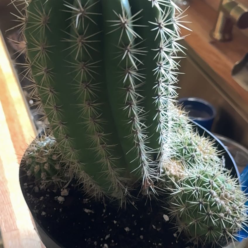 Photo of the plant species Trichocereus 'Sun Goddess' by @SmoothAgboy59 named Captain Plant-it on Greg, the plant care app