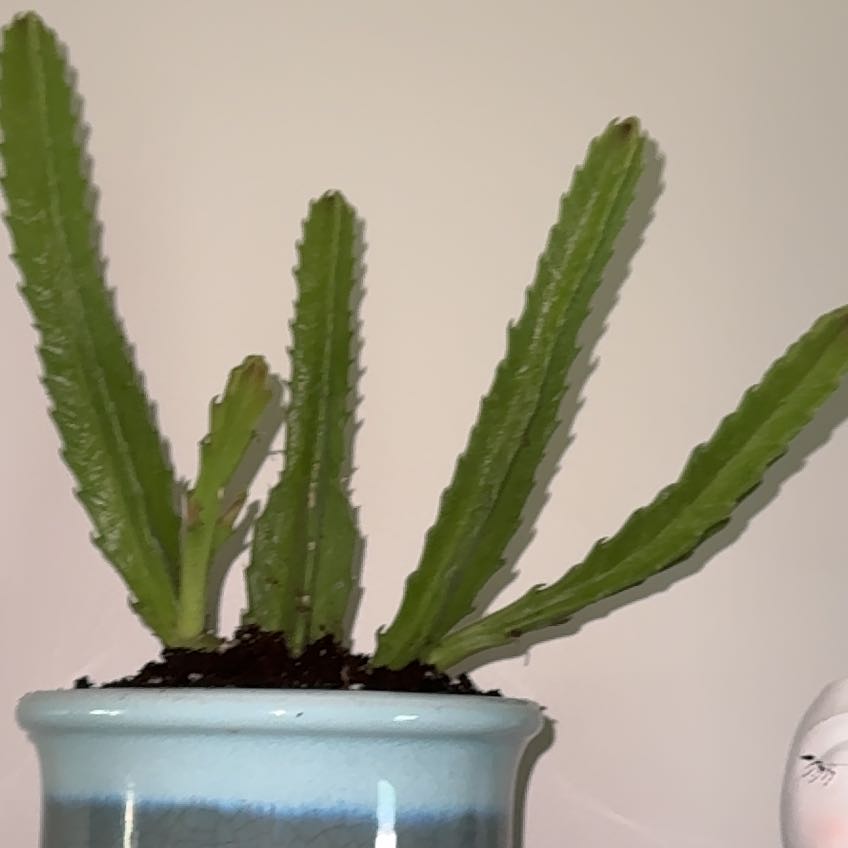 Photo of the plant species Zulu Giant by @CongenialComet3 named Messi on Greg, the plant care app