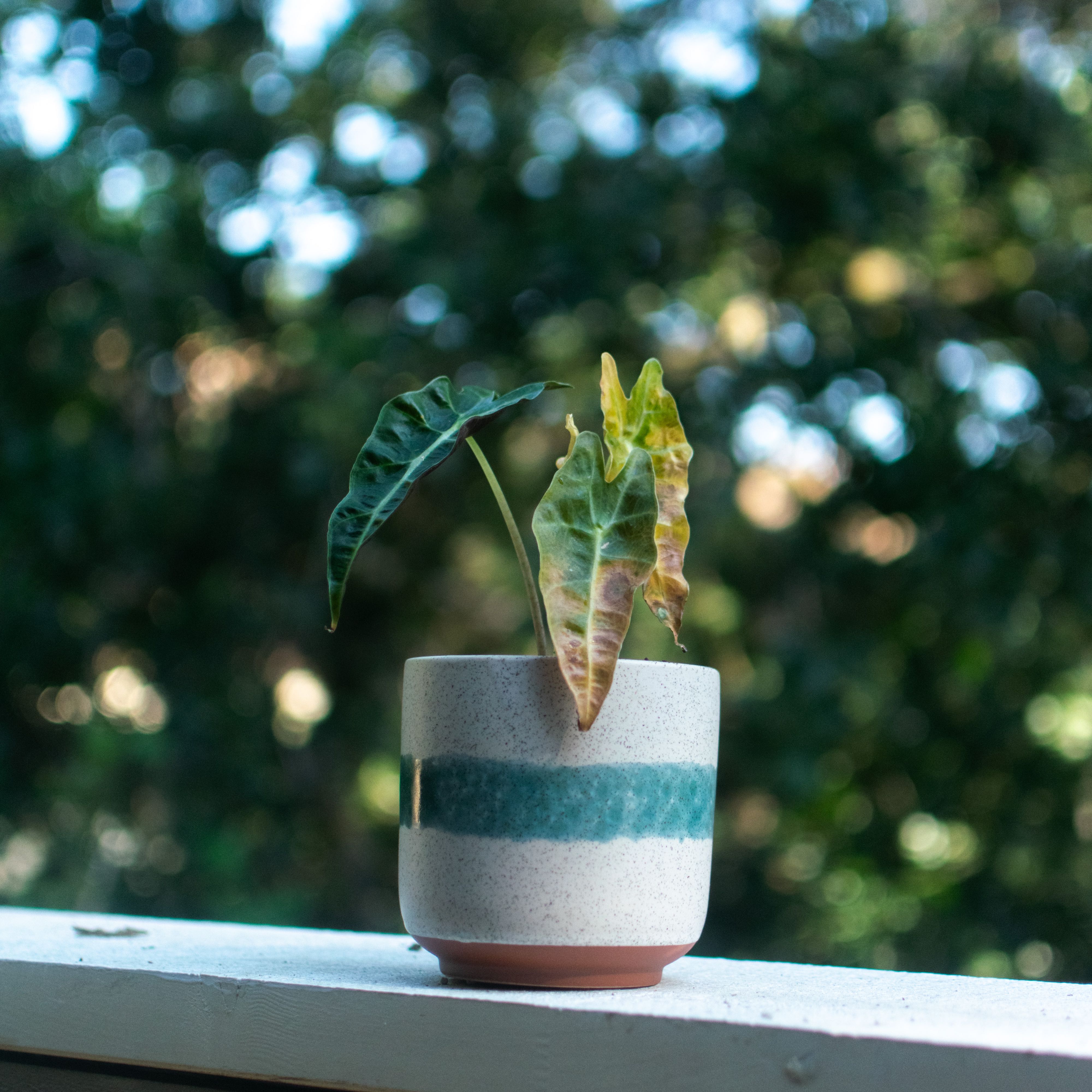 Alocasia Amazonica 'Polly' plant in a pot with yellowing and browning leaves.