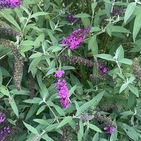 Photo of the plant species Orange Eye by @GutsyChards73 named Terra on Greg, the plant care app