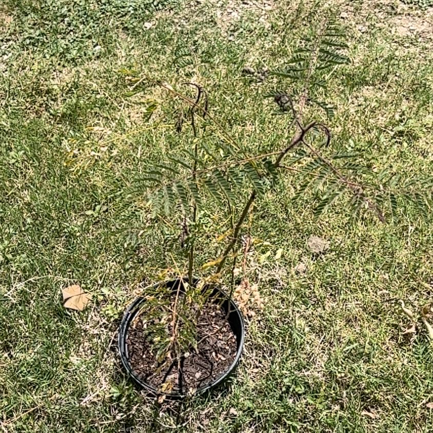 Photo of the plant species Benzoil Tree by @TopHappyleaf46 named Gobi on Greg, the plant care app
