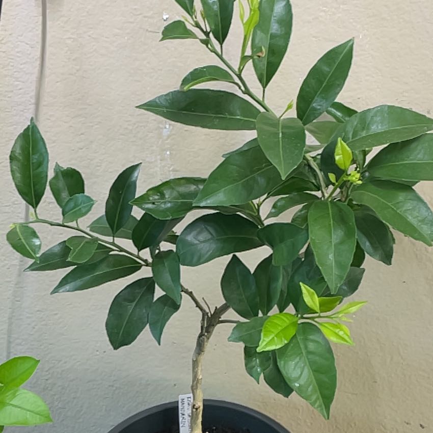 Photo of the plant species Satsuma Mandarin by @FullLacefern21 named Scarlett on Greg, the plant care app