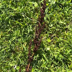 Photo of the plant species Rumex Crispus by @BigEmerald2 named Bigleef Smalls on Greg, the plant care app
