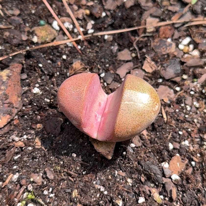 Photo of the plant species Split Rock Succulent by @DecorousChaya92 named Marcurio on Greg, the plant care app