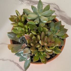 Photo of the plant species Assorted Succulents by @SinewyFanpalm93 named Lola on Greg, the plant care app