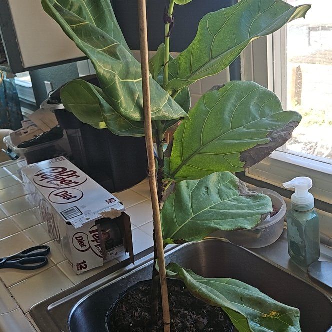 Captain Plant-it