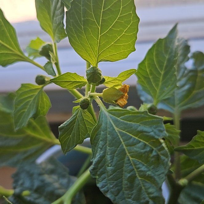 Photo of the plant species Philadelphia Groundcherry by @VipVelvetash56 named Mexicanos on Greg, the plant care app