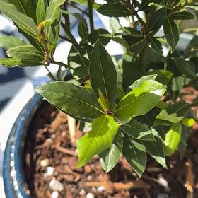 Photo of the plant species Sweet Bay by @BrainyRosea60 named McKinley on Greg, the plant care app