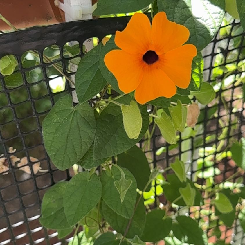 Photo of the plant species Blackeyed Susan Vine by @BrainyRosea60 named Tupot amaroot on Greg, the plant care app
