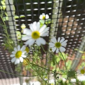 Photo of the plant species Matricaria Chamomilla by @BrainyRosea60 named Sigmund on Greg, the plant care app