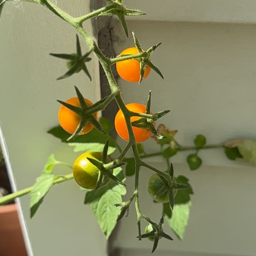 Photo of the plant species Cherry Tomato by @BrainyRosea60 named Doja Cat on Greg, the plant care app