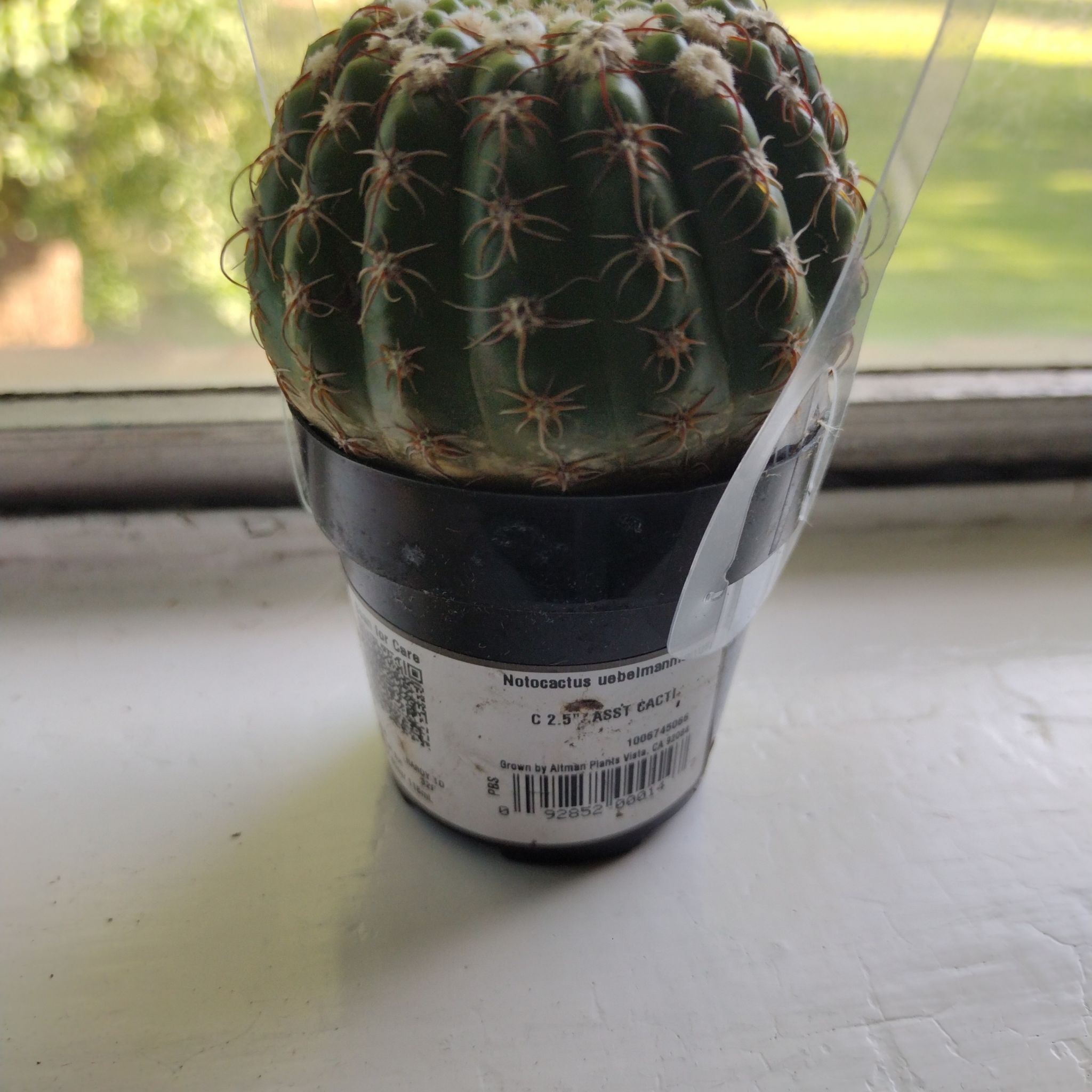 Photo of the plant species Werdermann's Notocactus by @SpicyCapeivy23 named Balsac on Greg, the plant care app