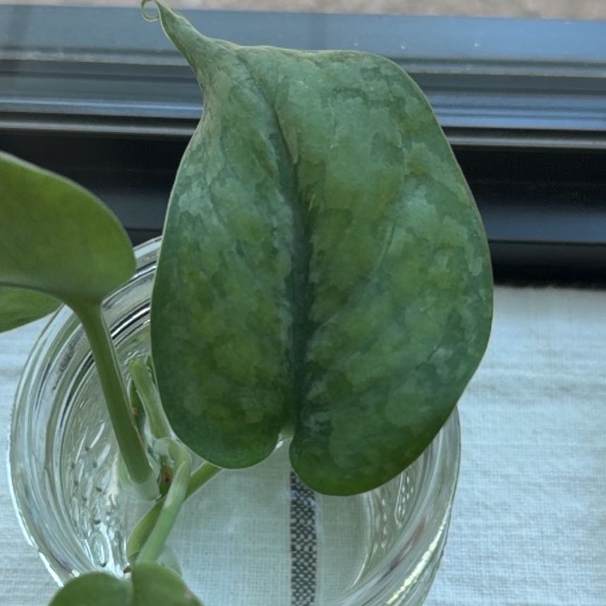Photo of the plant species Scindapsus pictus 'Silver Hero' by @BabyBacopa14 named Delilah on Greg, the plant care app