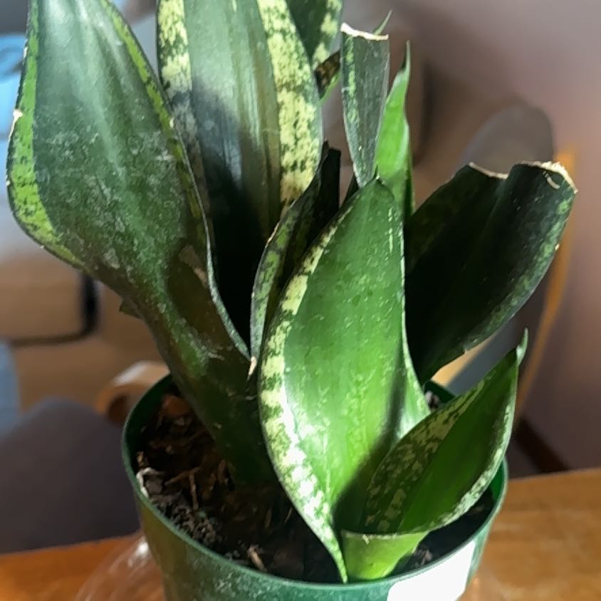Photo of the plant species Whitney Sansevieria by @SilveryKaro7 named Wall-E on Greg, the plant care app