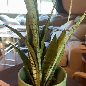 Photo of the plant species Zeylanica Snake Plant by @SilveryKaro7 named Aria on Greg, the plant care app