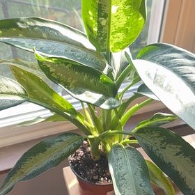 Photo of the plant species Dieffenbachia 'Panther' by @SilveryKaro7 named Zion on Greg, the plant care app