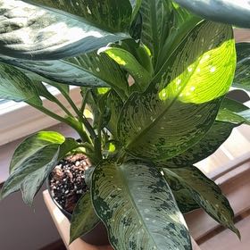 Photo of the plant species Dumb Cane 'Tiki' by @SilveryKaro7 named Drake on Greg, the plant care app