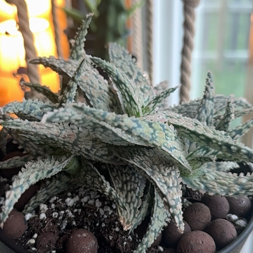 Photo of the plant species Aloe Snowstorm by @SilveryKaro7 named Rihanna on Greg, the plant care app