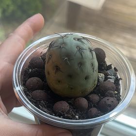Photo of the plant species Roadkill Cactus by @SilveryKaro7 named Leaf Erickson on Greg, the plant care app